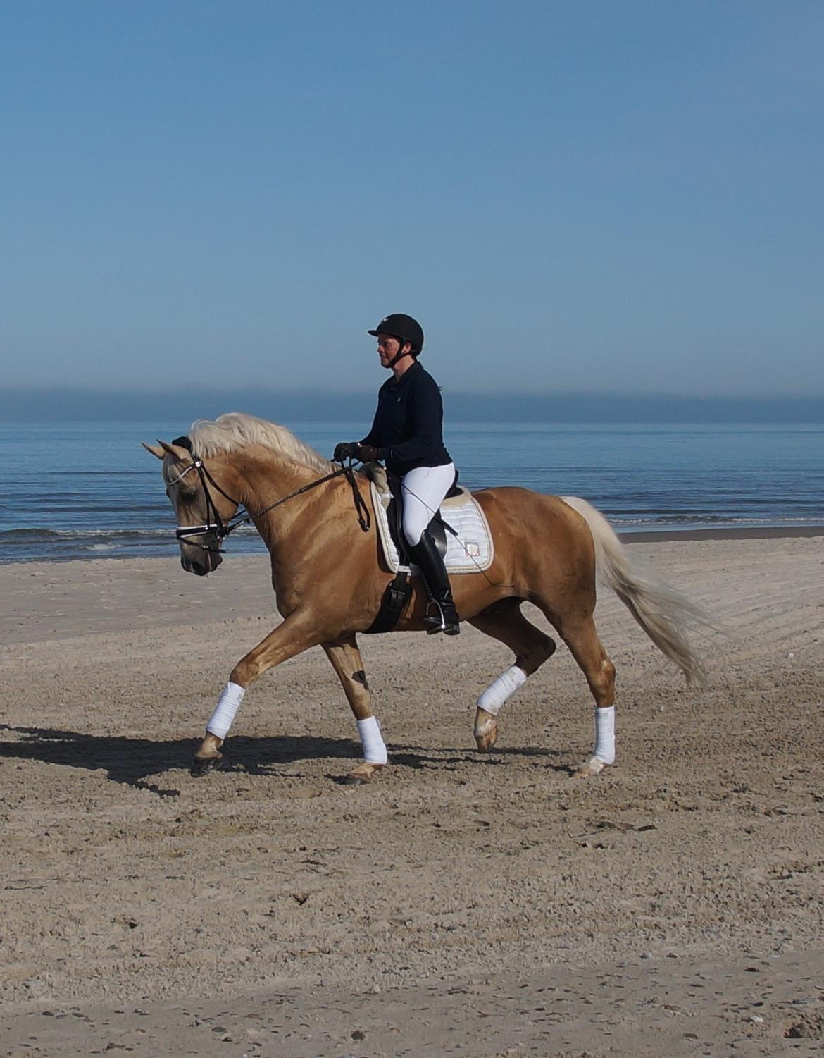 Palomino Kærgaardens Amarone billede 2