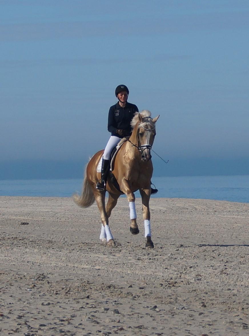 Palomino Kærgaardens Amarone billede 3