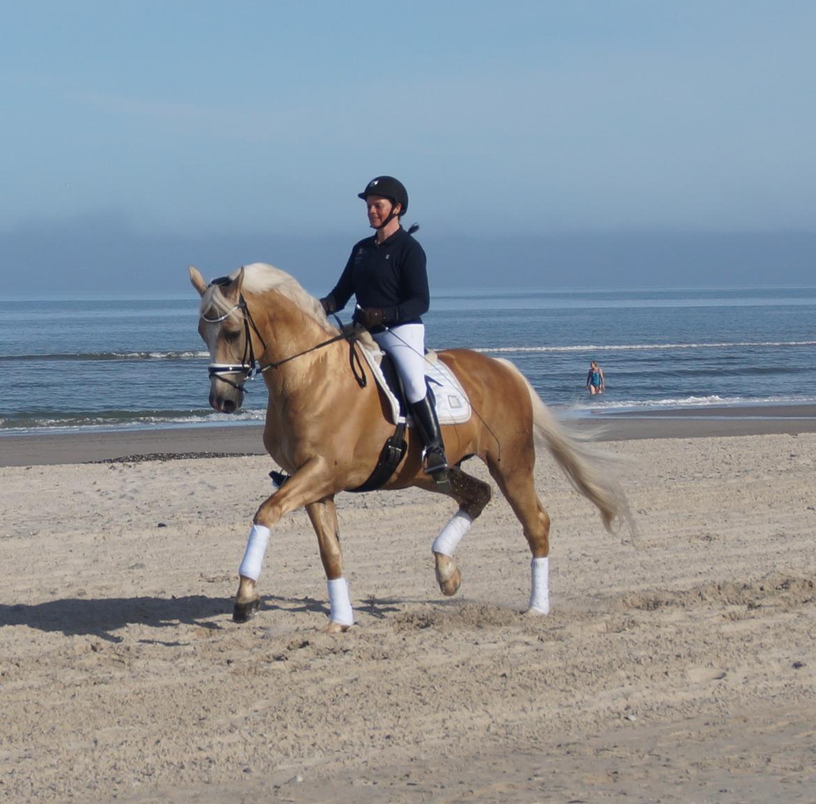 Palomino Kærgaardens Amarone billede 4