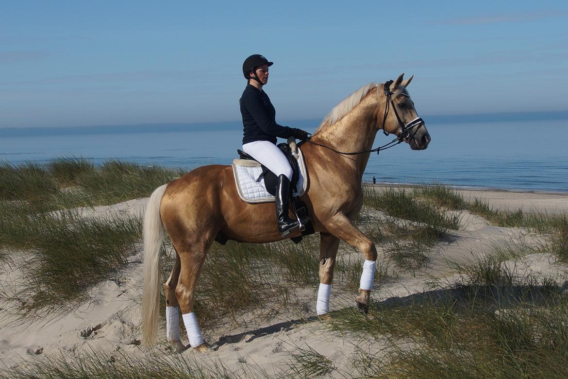 Palomino Kærgaardens Amarone billede 5