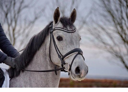 DSP DUPLO-VITZ billede 8