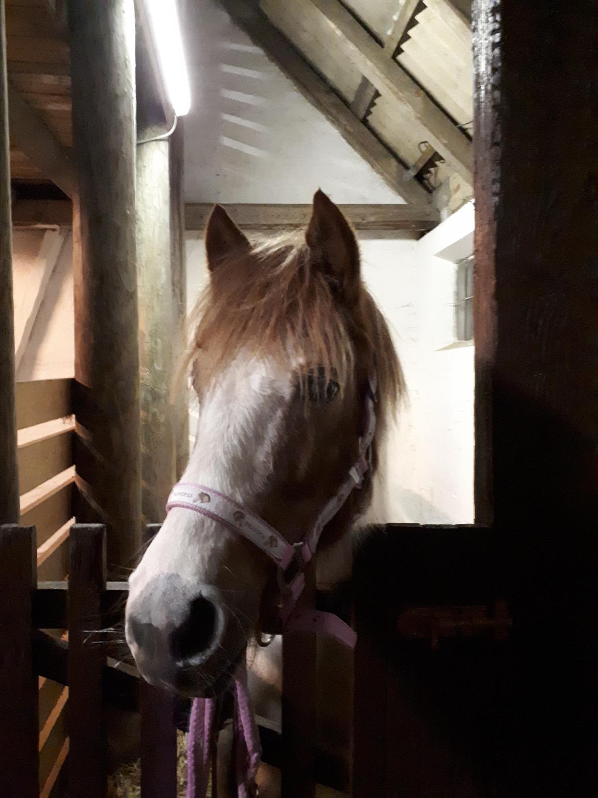 Anden særlig race Line - 10. februar 2021, den dag vi fik Line billede 1