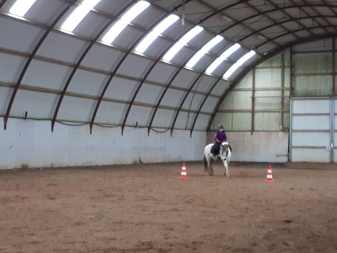 Anden særlig race Line - 16. februar 2021. Vi er kørt i hal med Line og træner med kegler billede 2