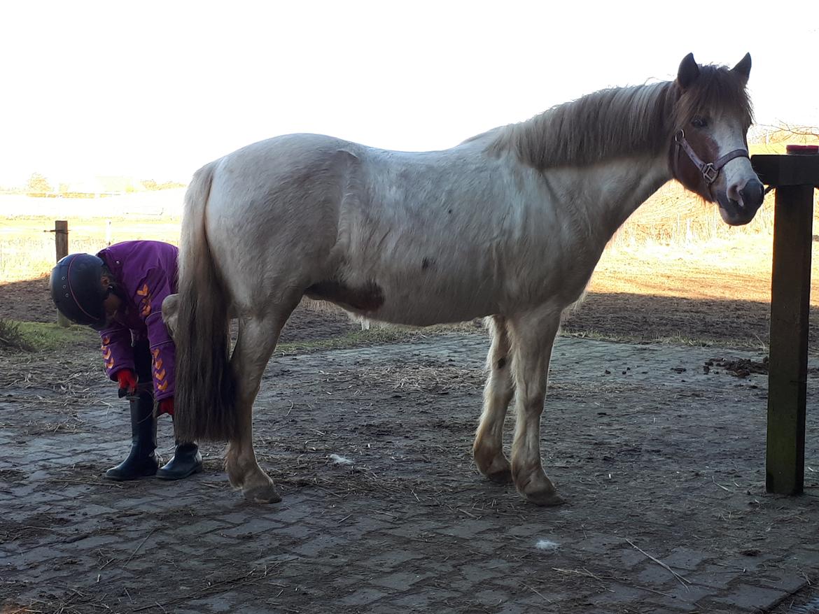 Anden særlig race Line - 3. marts 2021. Sød og flink pony, begynder at se fin ud i kroppen billede 5