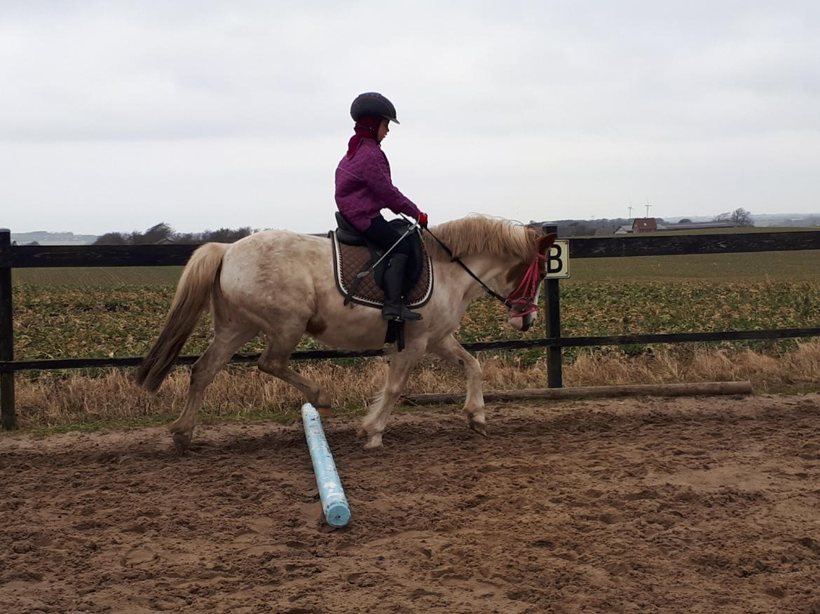 Anden særlig race Line - 13. marts 2021. Begynder at træne lidt mere tilbage i traven.  billede 8