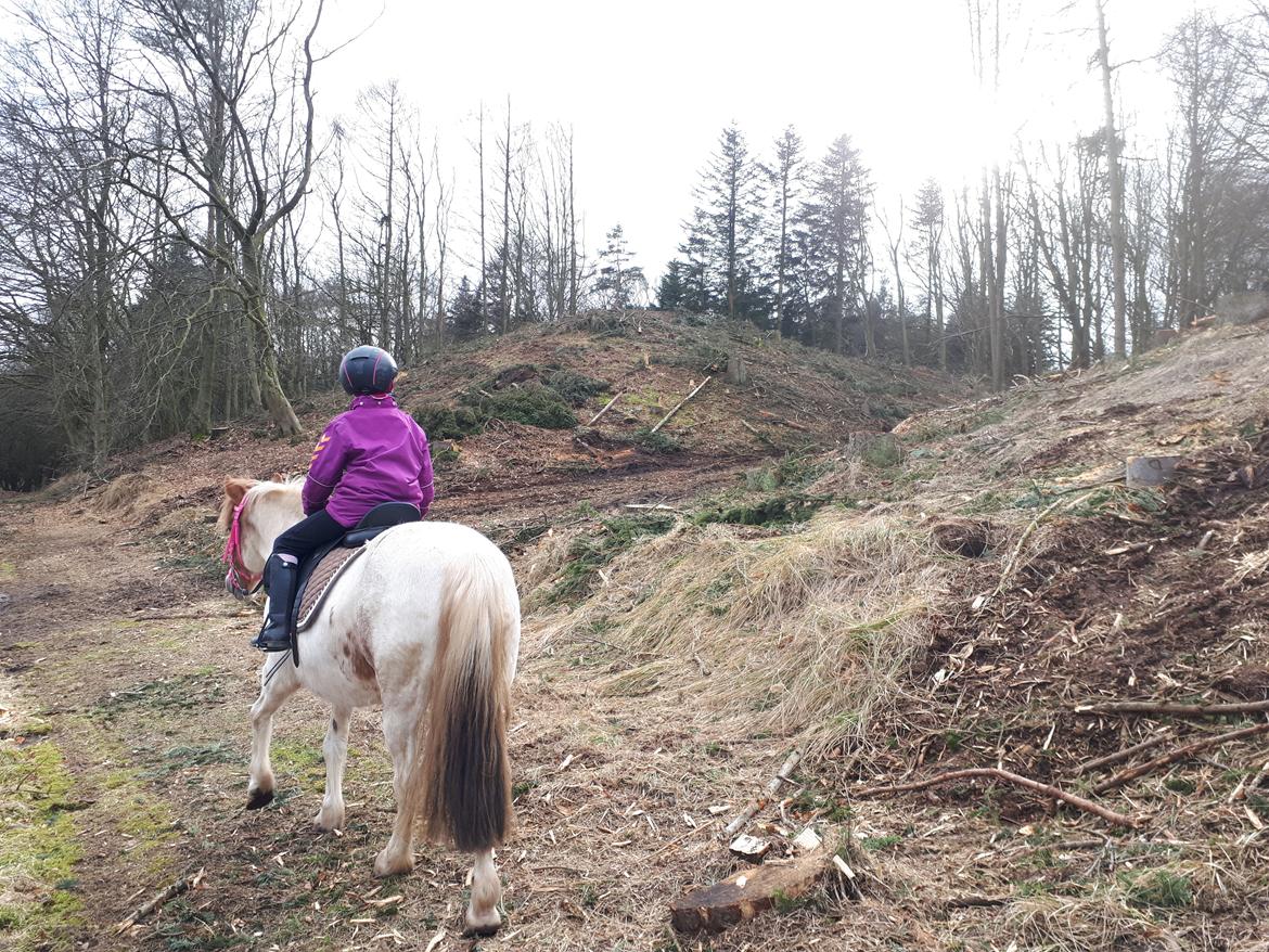 Anden særlig race Line - 14. marts 2021. Skovtur billede 9