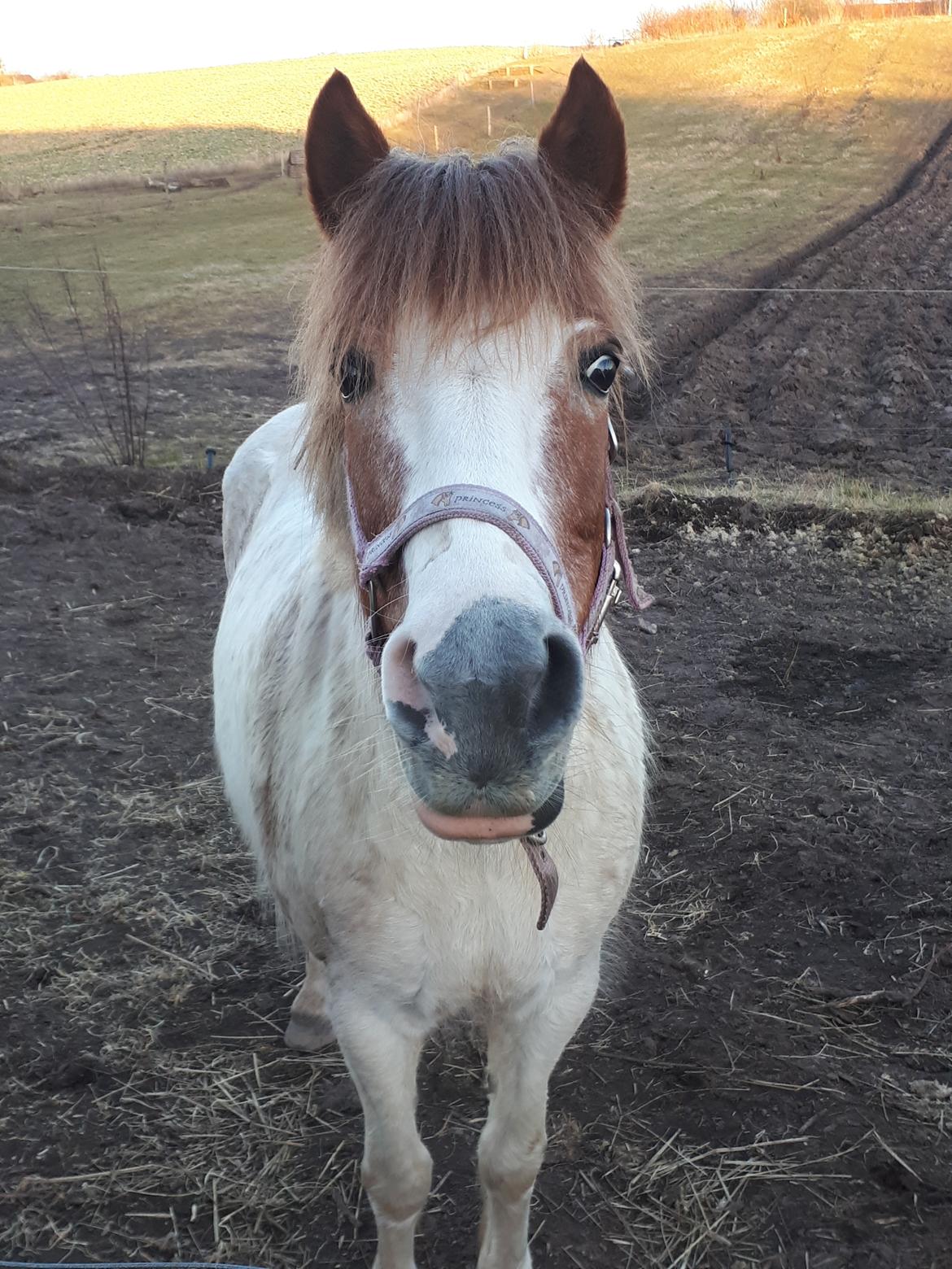 Anden særlig race Line billede 7