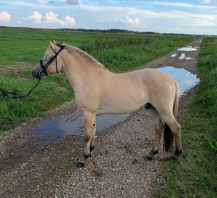 Fjordhest Mosegårdens porter billede 3
