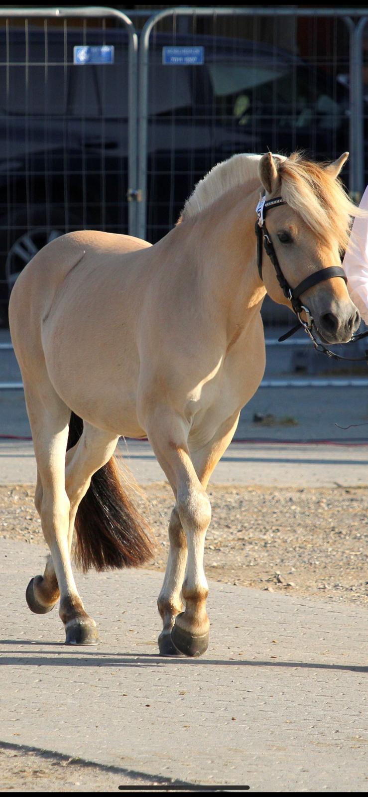 Fjordhest Mosegårdens porter billede 4