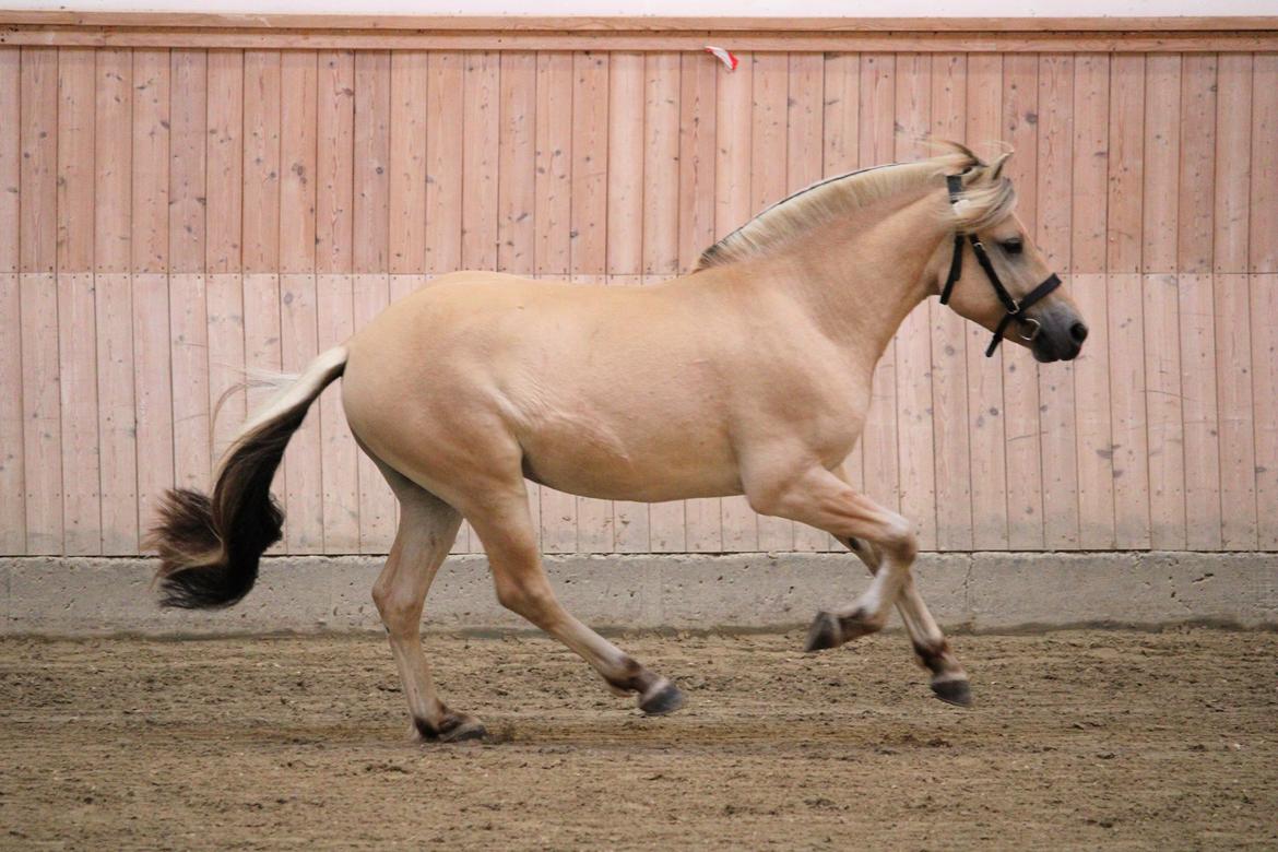 Fjordhest Mosegårdens porter billede 5