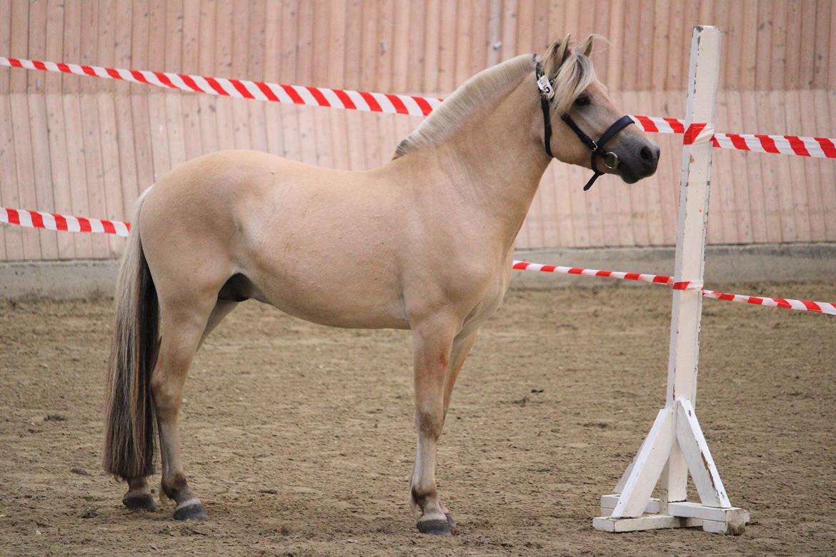 Fjordhest Mosegårdens porter billede 1