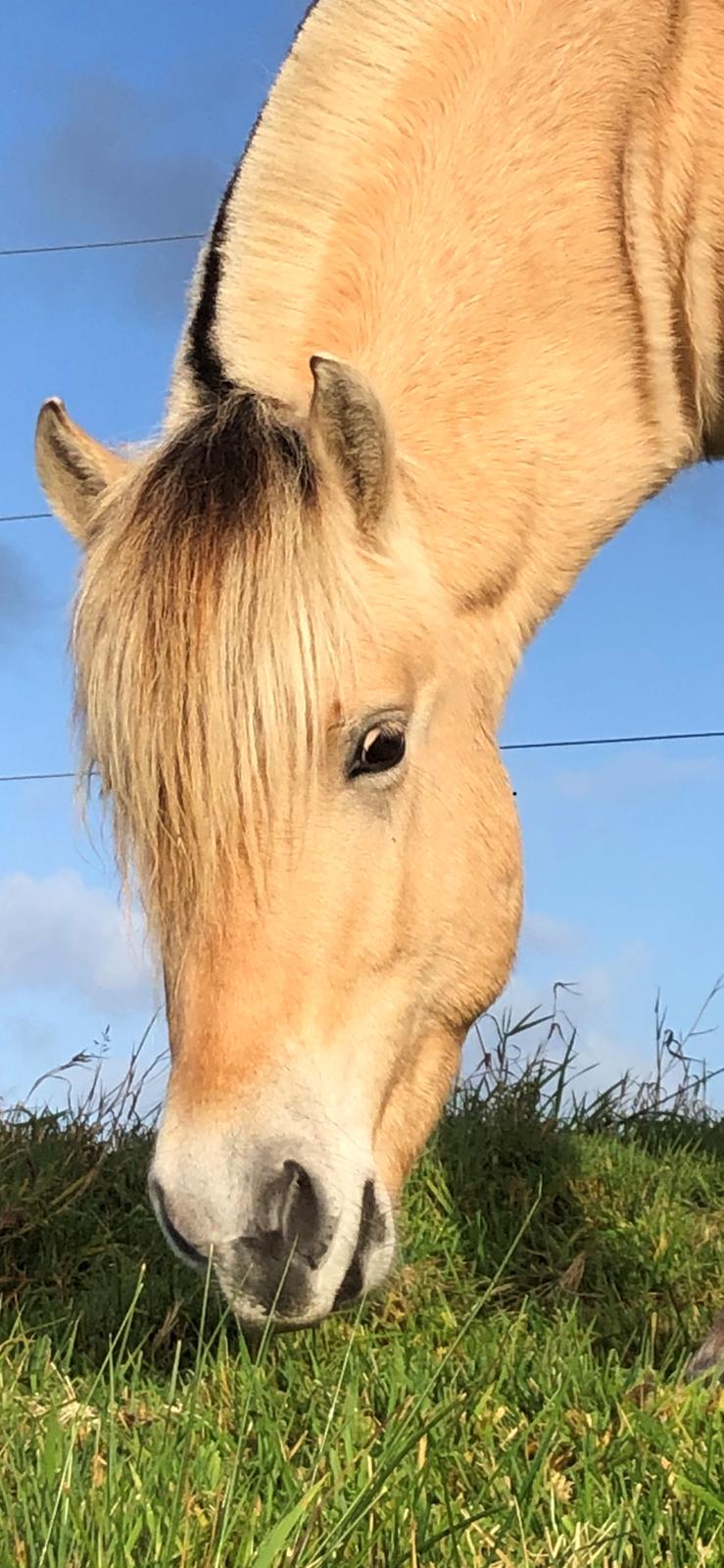 Fjordhest Mosegårdens porter billede 6