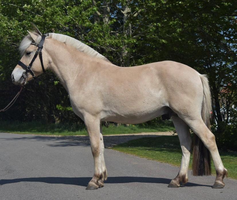 Fjordhest Mosegårdens porter - Årets Corona-plag 2020 i vejleegnens fjordheste billede 7