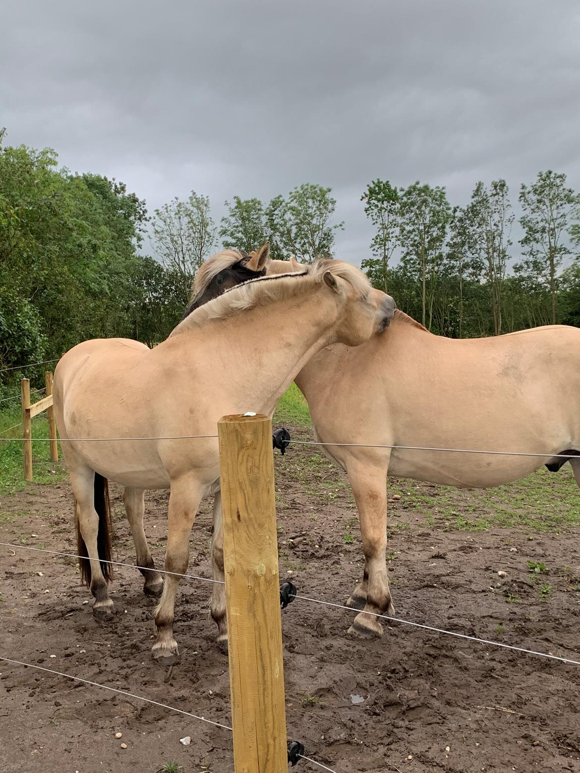 Fjordhest Mosegårdens porter billede 9