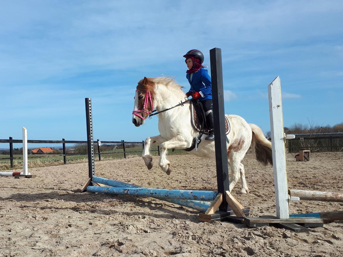 Anden særlig race Line - 21. marts 2021. Online springstævne billede 12