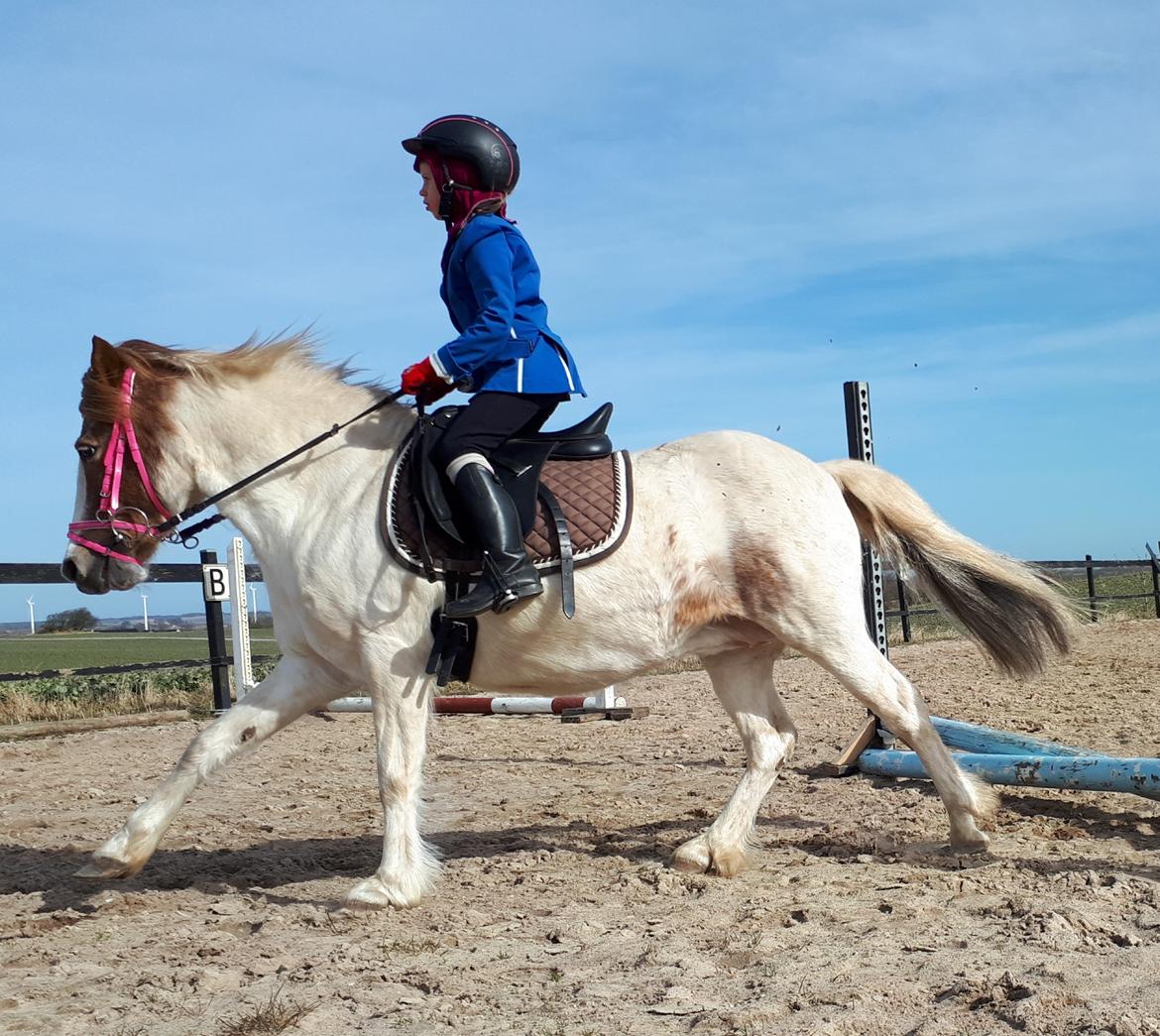 Anden særlig race Line - 21. marrs 2021. De får mere og mere galop ind i træningen billede 13