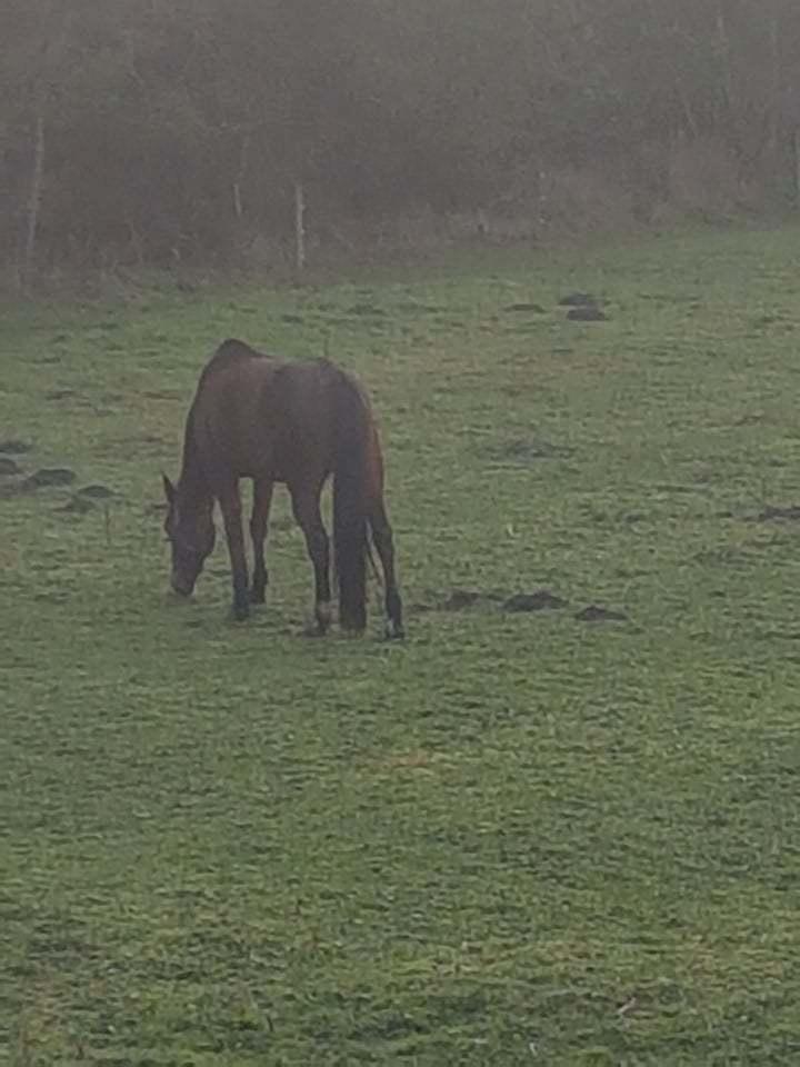 Traver Sweet n sour billede 12