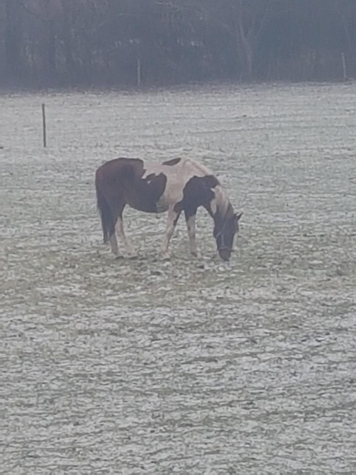 Pinto Caroline billede 9