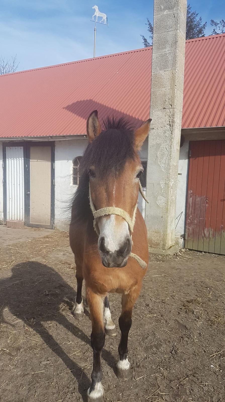 Anden særlig race April billede 11