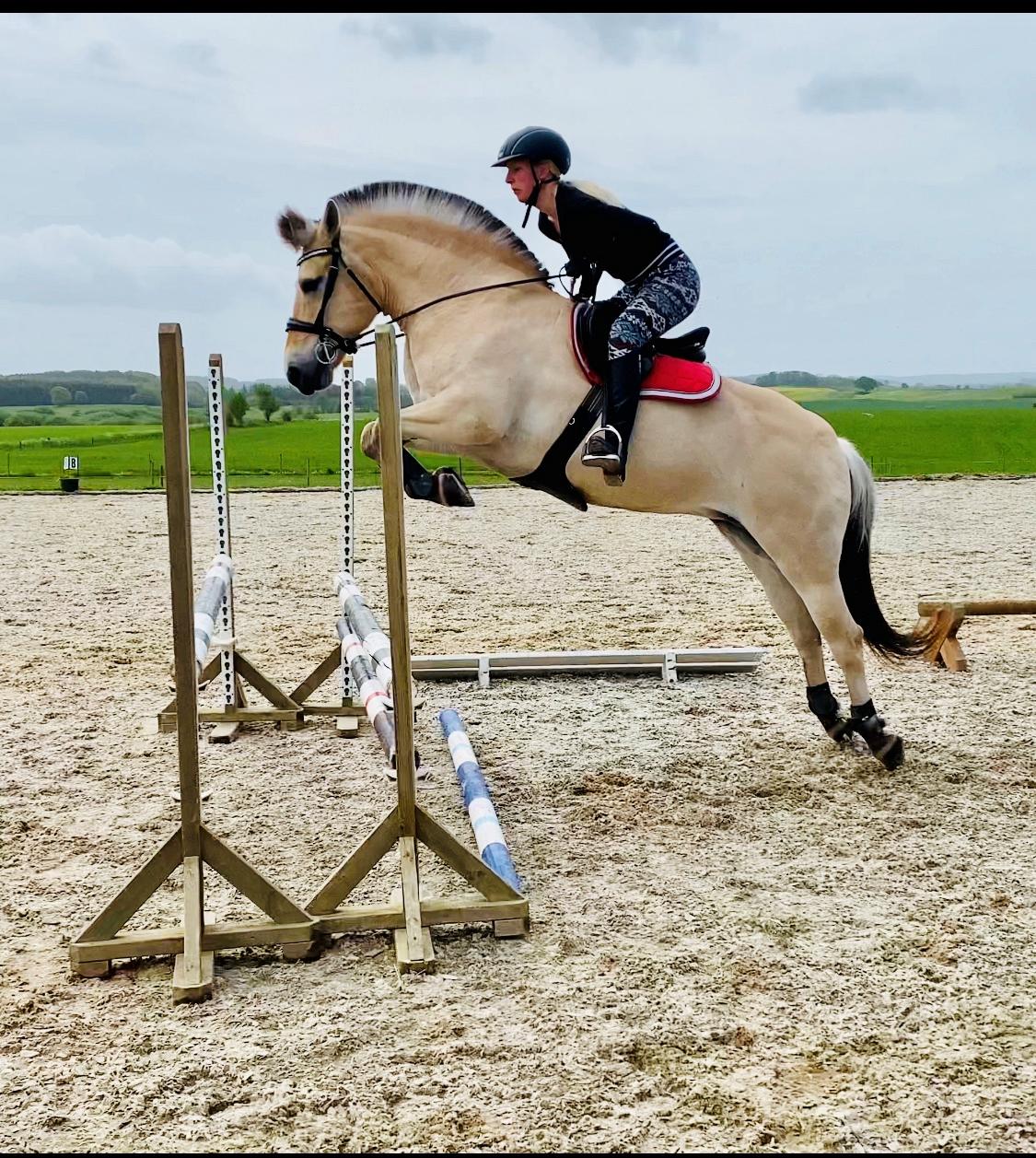 Fjordhest Oblings diva billede 19