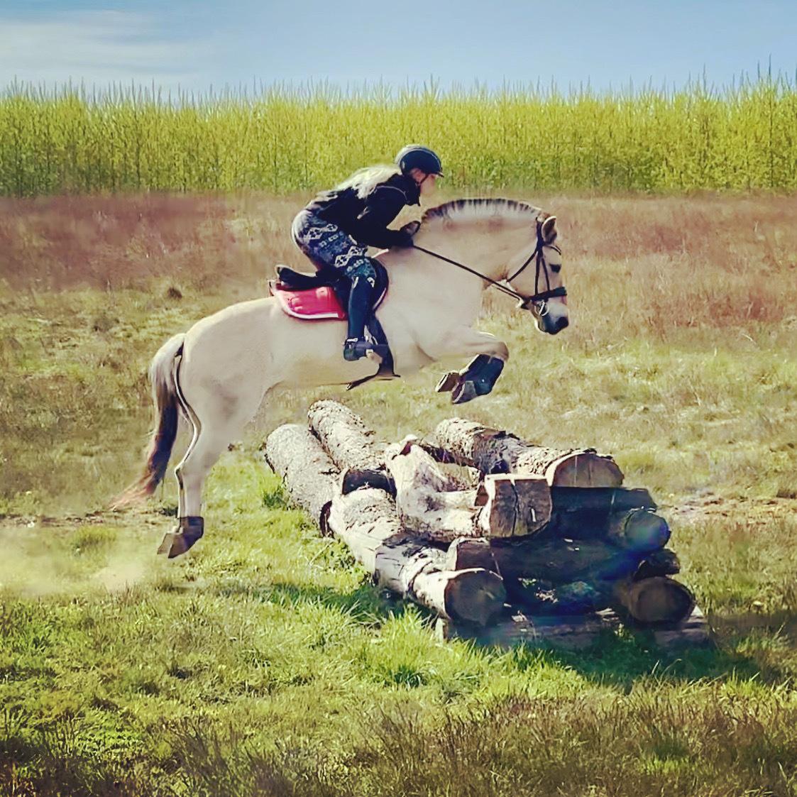 Fjordhest Oblings diva billede 20