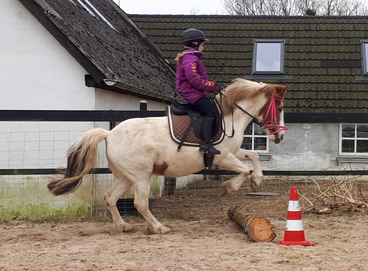 Anden særlig race Line - 26. marts 2021. Prøver at springe over træstamme billede 14