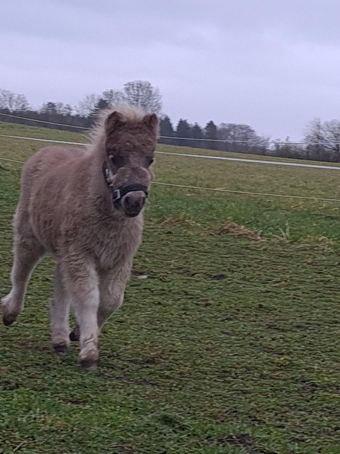 Shetlænder Glory A Bacoon - 7 uger gammel billede 12