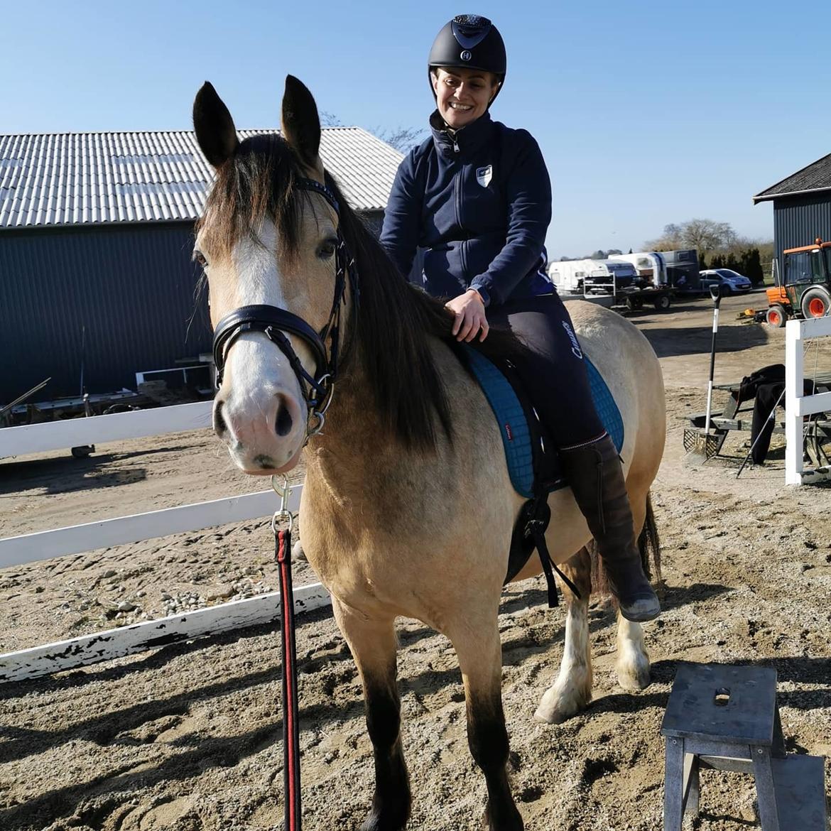 Welsh Cob (sec D) Chopins Cashmere *Himmelhest billede 18