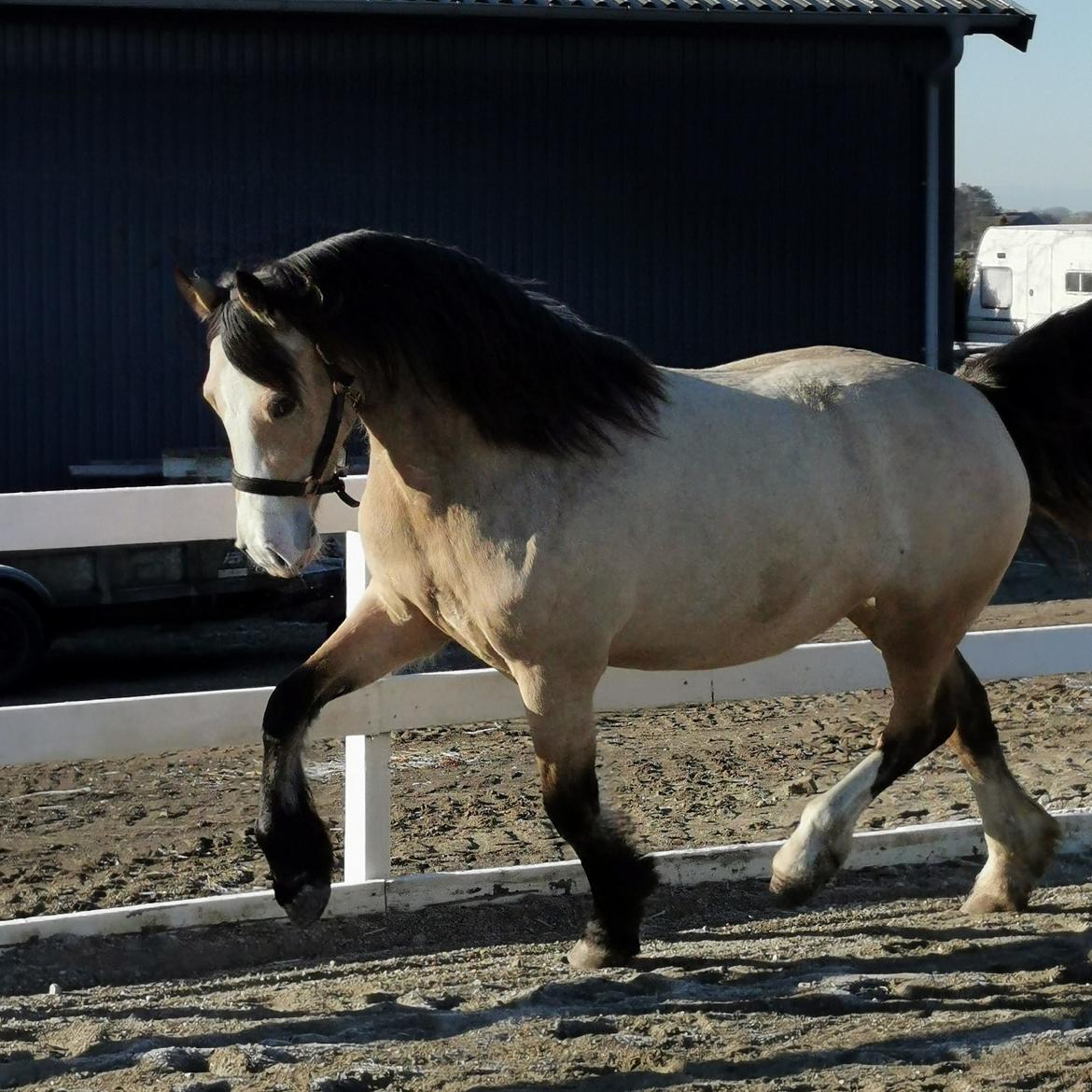 Welsh Cob (sec D) Chopins Cashmere *Himmelhest billede 19