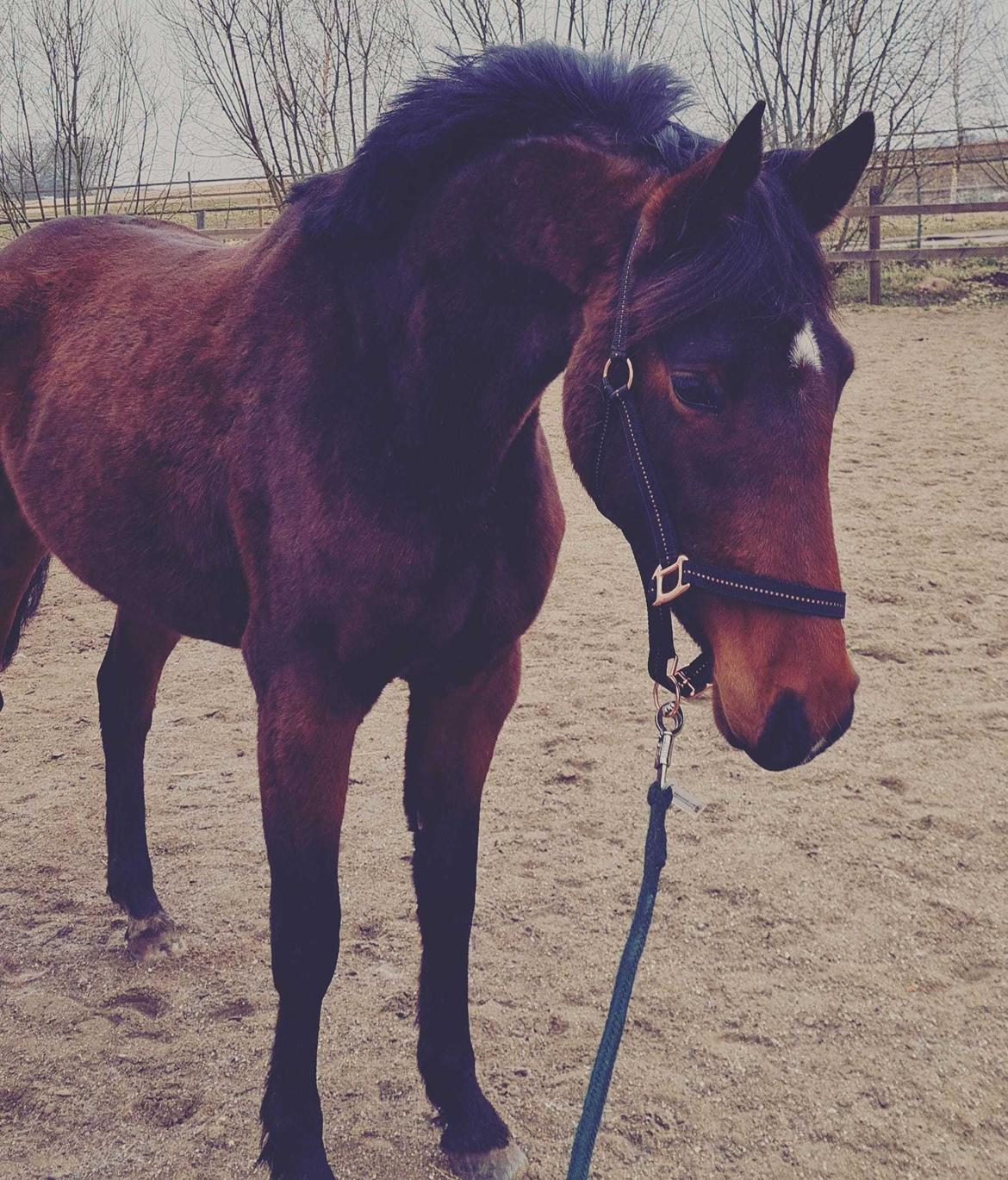 Anden særlig race Mosedalens La Prima billede 17