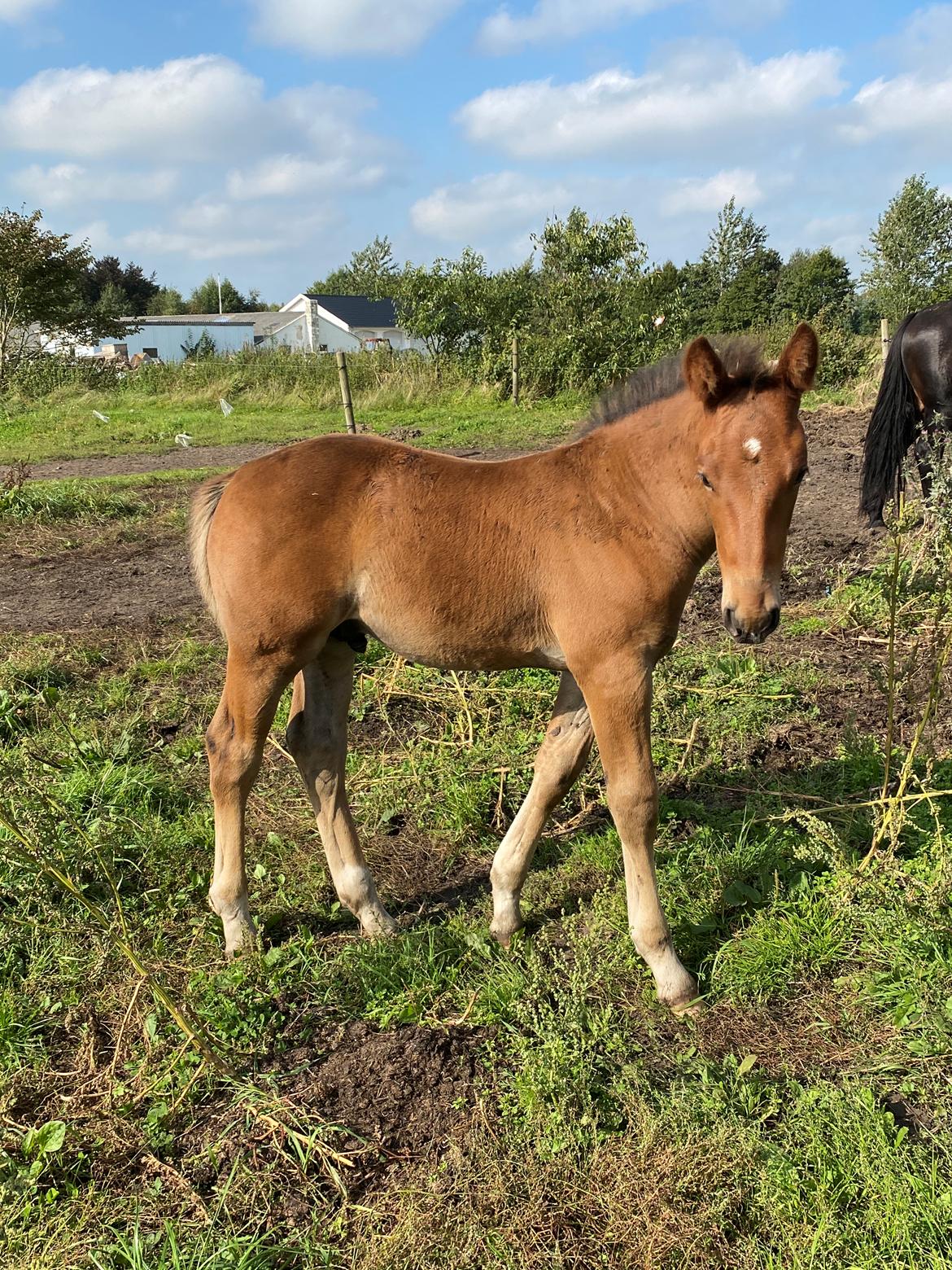 Oldenborg Vestergaard's Zack billede 9