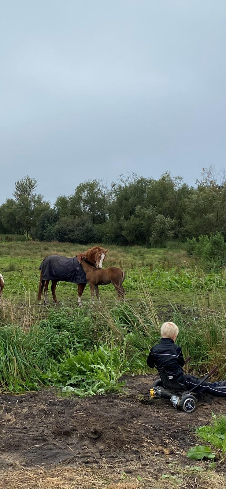 Oldenborg Vestergaard's Zack billede 11