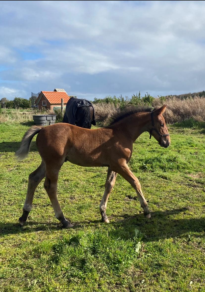 Oldenborg Vestergaard's Zack billede 12