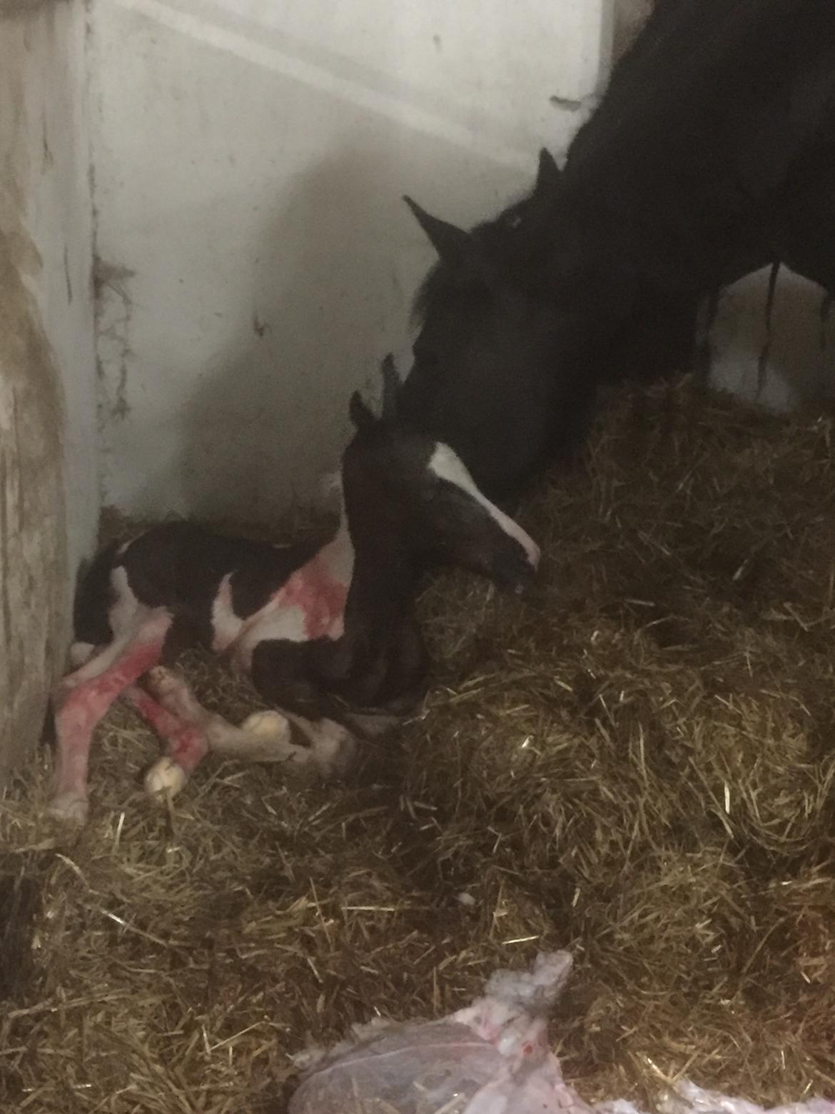 Barockpinto Vestergaard's Santino billede 2