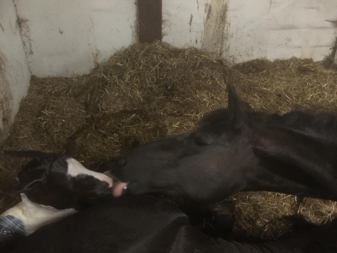 Barockpinto Vestergaard's Santino billede 1