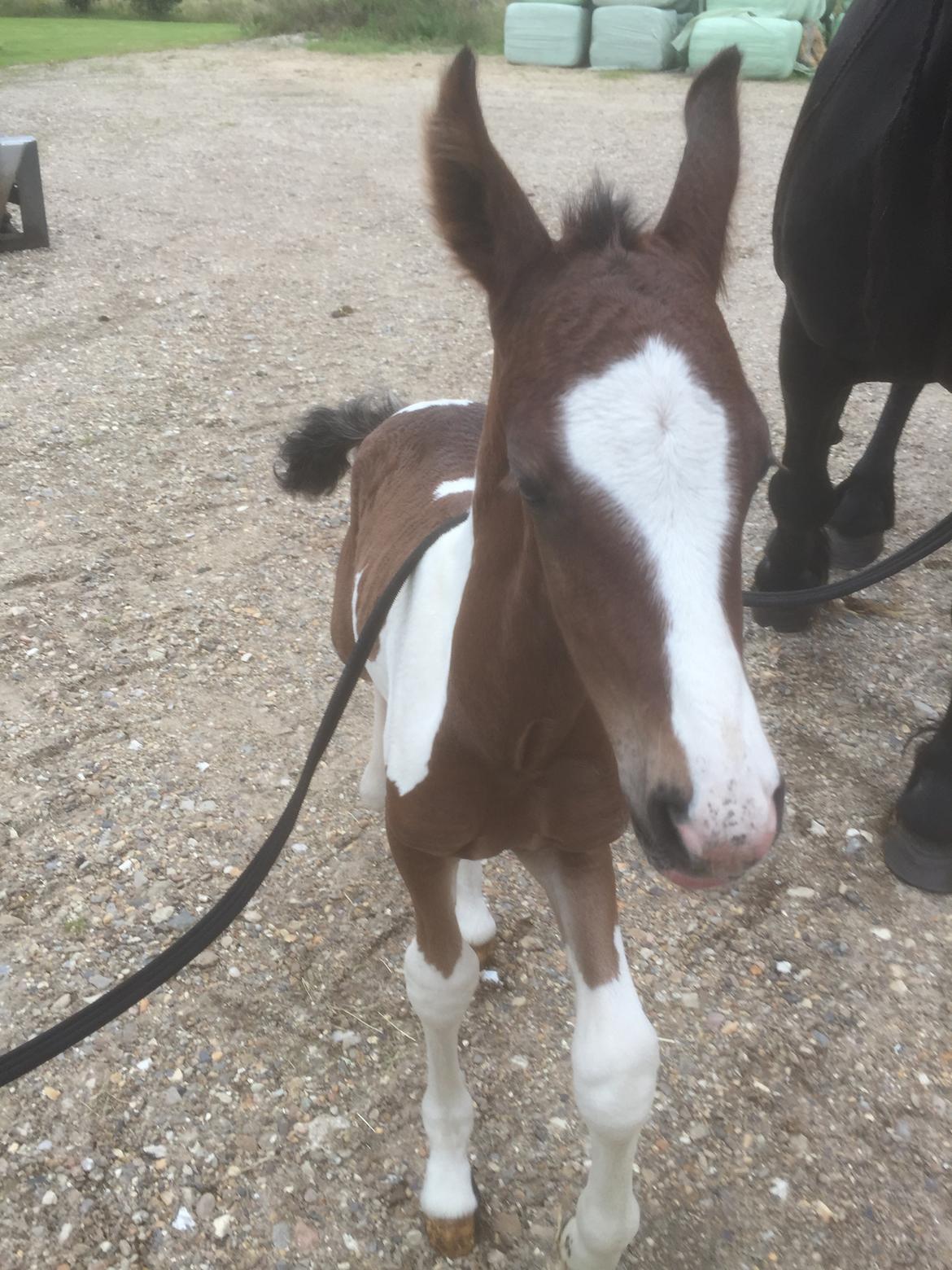 Barockpinto Vestergaard's Santino billede 3