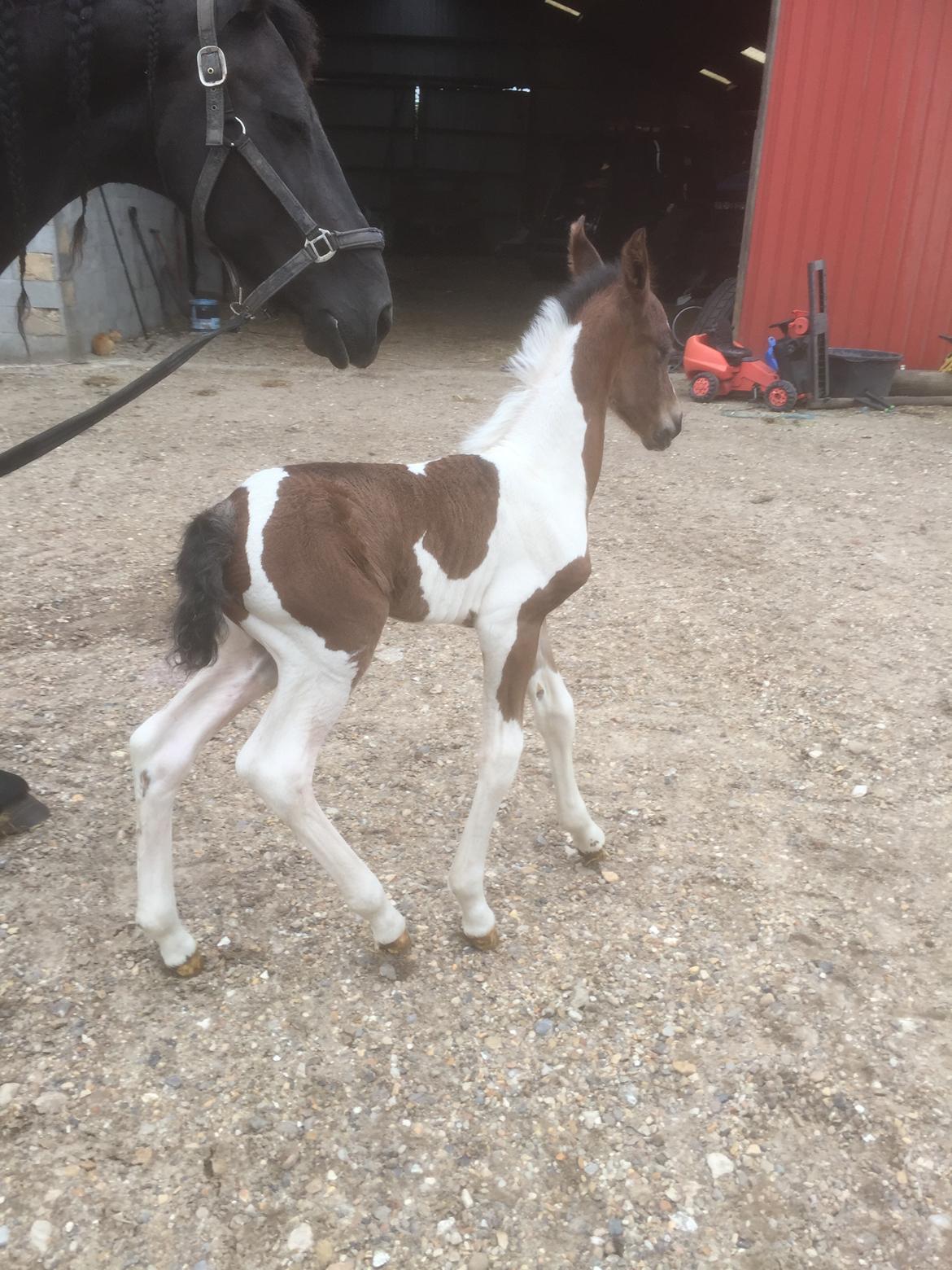 Barockpinto Vestergaard's Santino billede 4