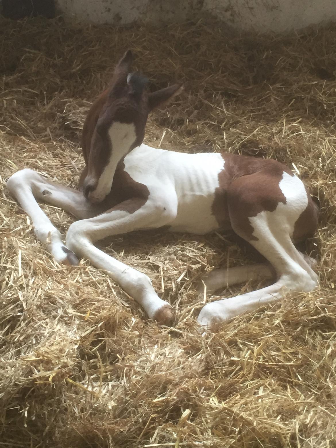 Barockpinto Vestergaard's Santino billede 5