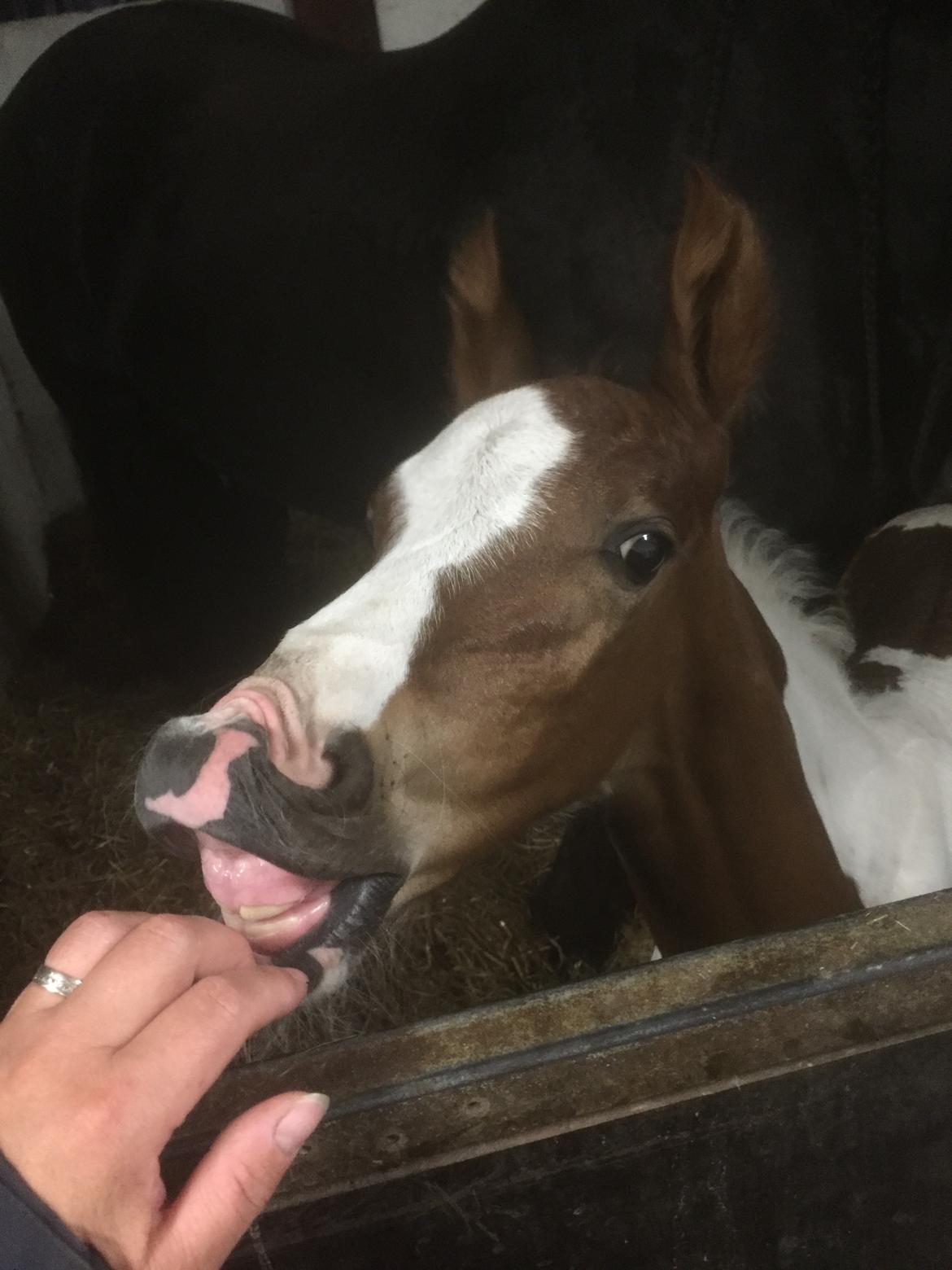 Barockpinto Vestergaard's Santino billede 7