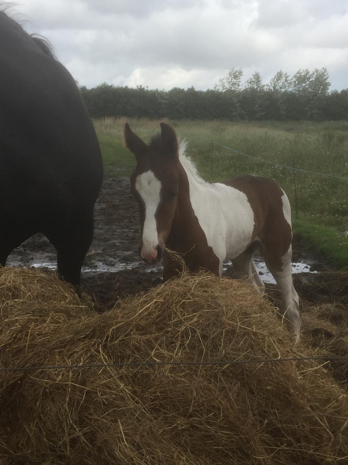 Barockpinto Vestergaard's Santino billede 8