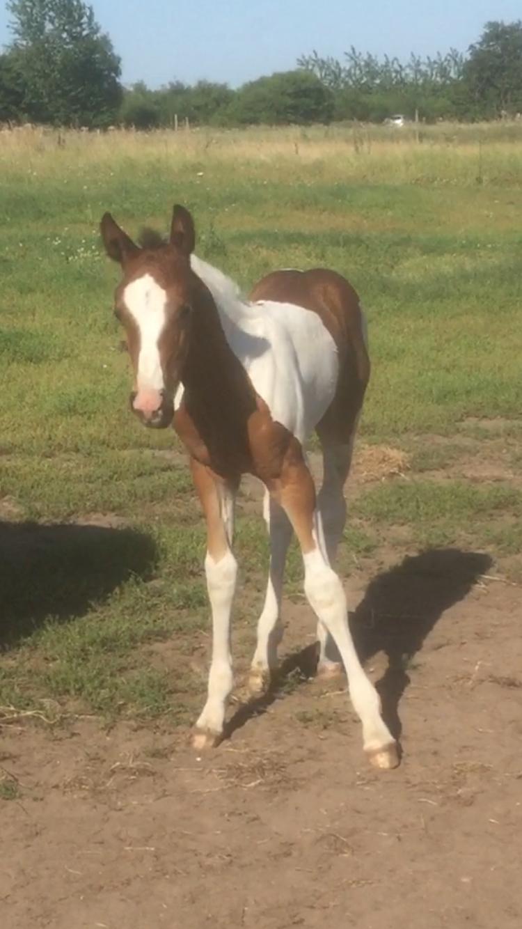 Barockpinto Vestergaard's Santino billede 10