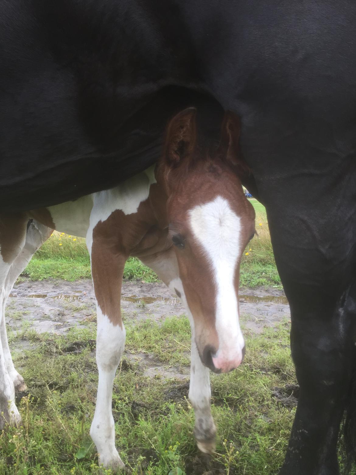 Barockpinto Vestergaard's Santino billede 9