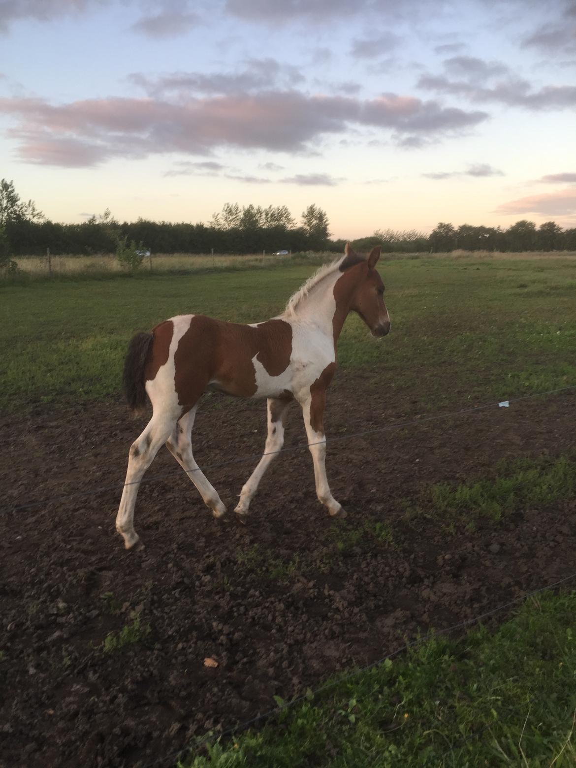 Barockpinto Vestergaard's Santino billede 11