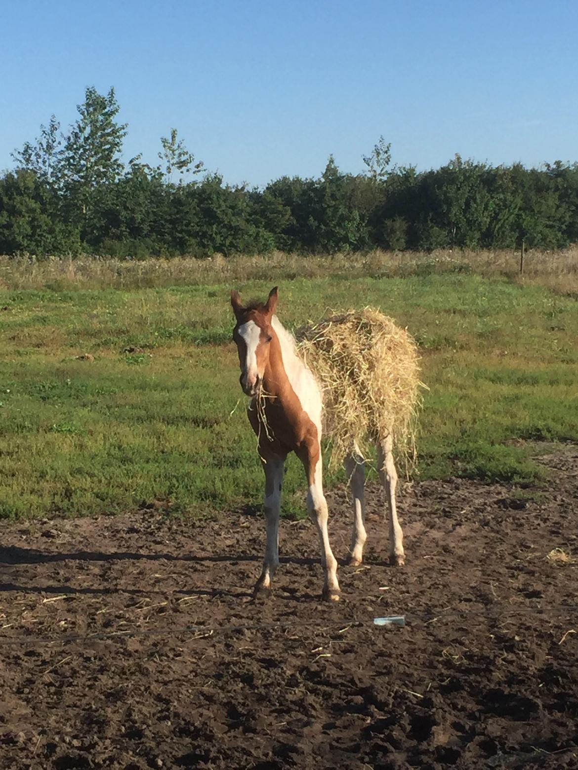 Barockpinto Vestergaard's Santino billede 12