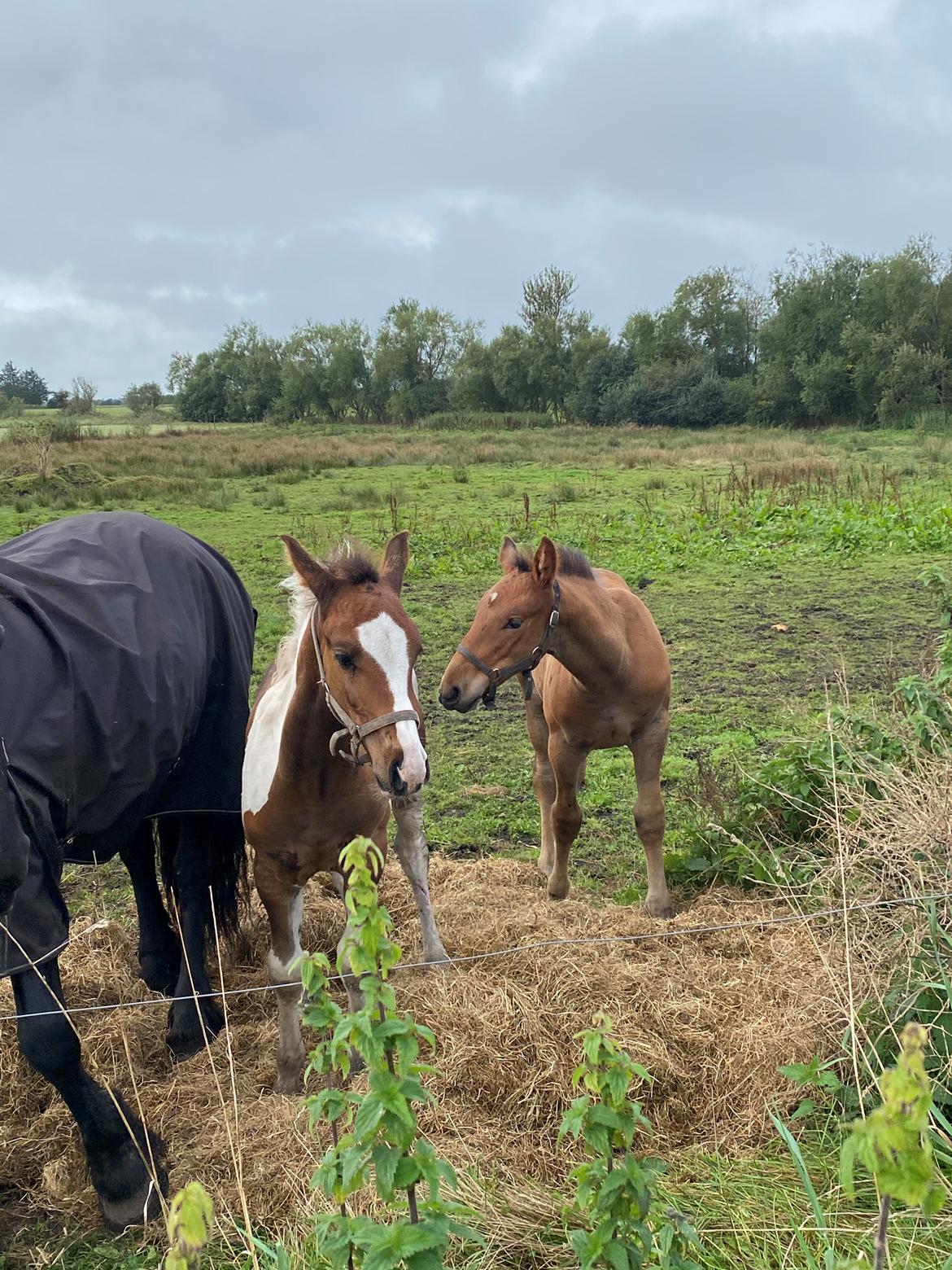 Barockpinto Vestergaard's Santino billede 14