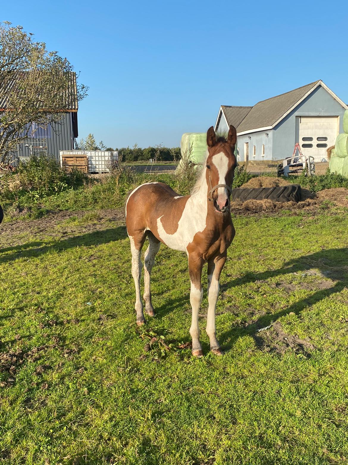 Barockpinto Vestergaard's Santino billede 13