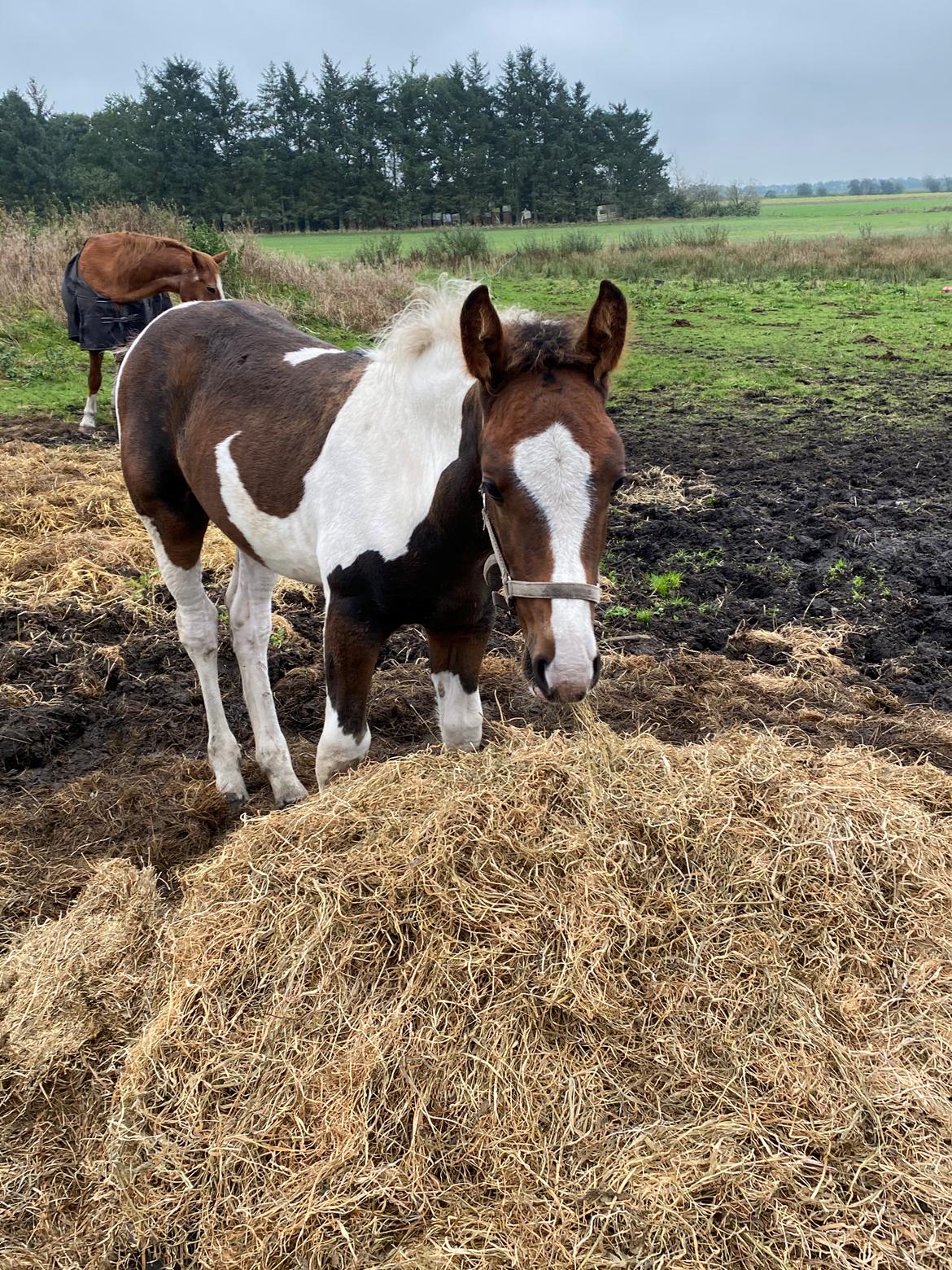 Barockpinto Vestergaard's Santino billede 15