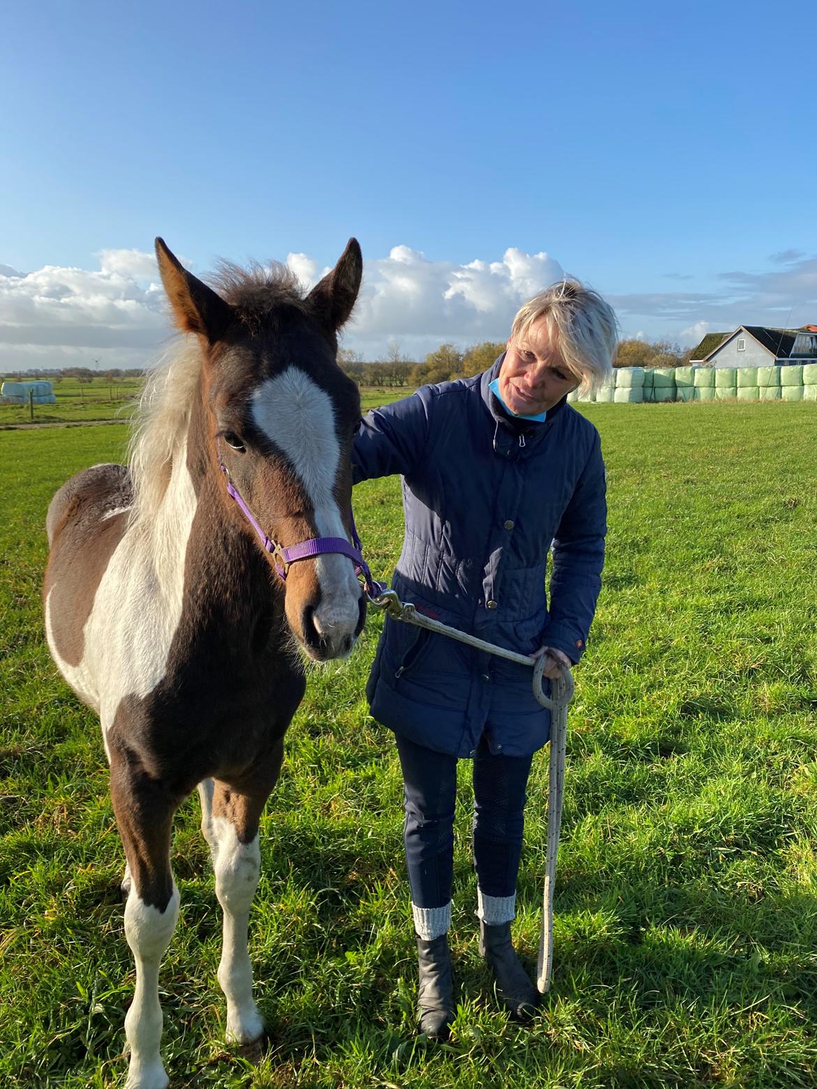 Barockpinto Vestergaard's Santino billede 17