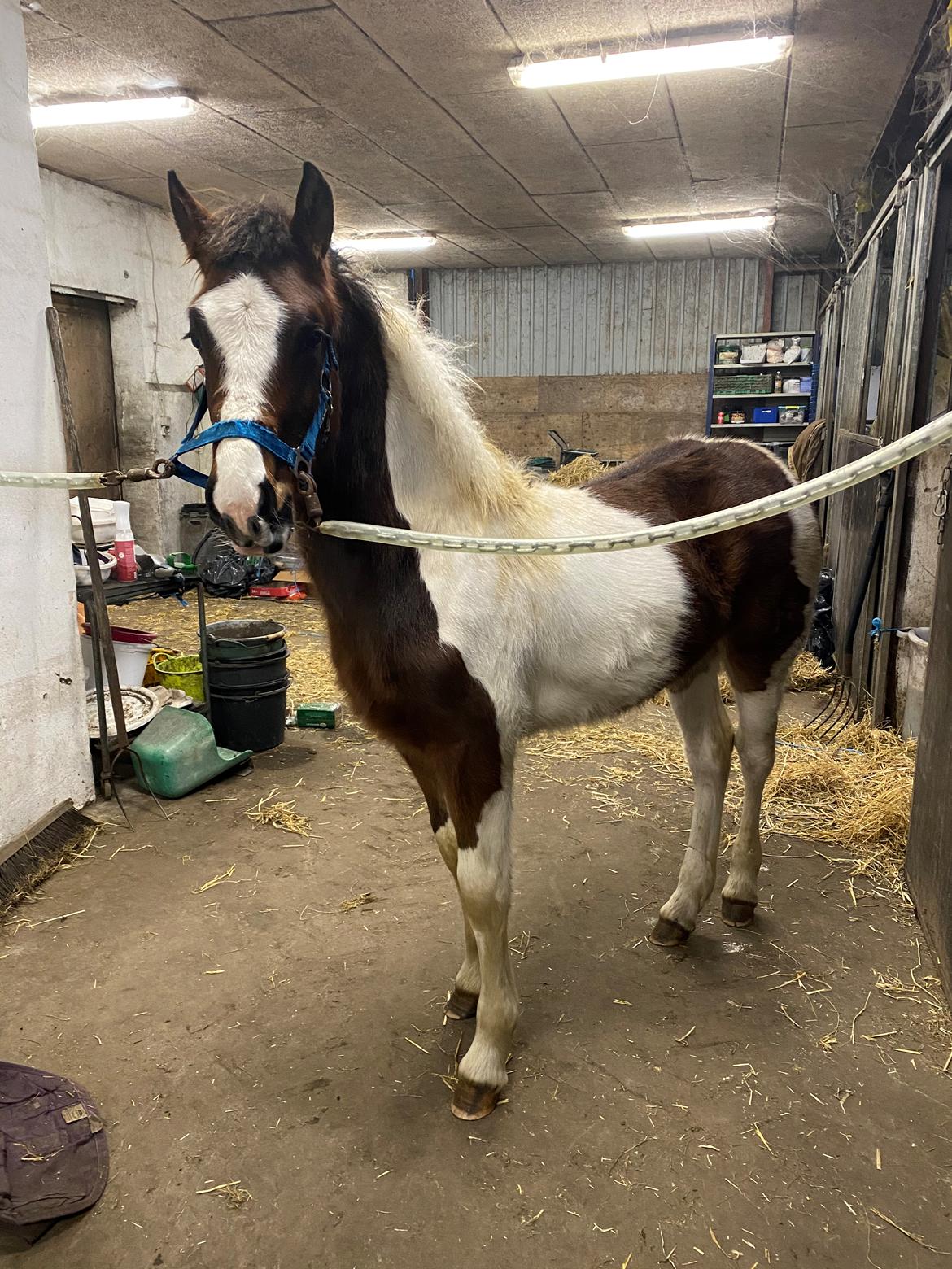 Barockpinto Vestergaard's Santino billede 18