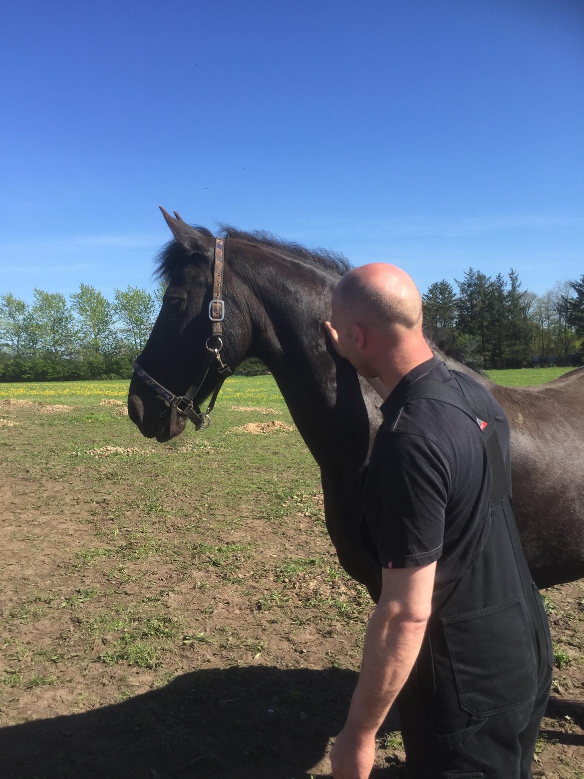 Frieser Jilke wanda Van stubbenhof billede 7